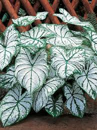 Caladium Sun Tolerant Mix Bulbs | Jackson & Perkins