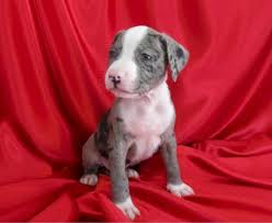 Pitbull pretoria / tshwane, 4 pitbull puppies for sale 3 female and 1 male. Stunning Rare Merle Pit Bull Pups For Sale In Jackson Mississippi Classified Americanlisted Com