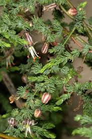 Image result for Asparagus minutiflorus