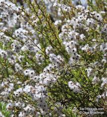 Image result for Eriosema robinsonii