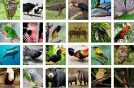 Dan manfaatnya bioma adalah ekosistem besar dengan daerah luas yang terdiri dari flora dan fauna yang khas dan juga terdapat flora fauna yang dilindungi yang terbentuk karena adanya perbedaan letak geografis dan astronomis. 600 Gambar Flora Dan Fauna Bioma Taiga Infobaru