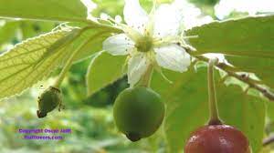 Daun wungu merupakan tumbuhan herbal obat yang berasal dari papua nugini dan polinesia yang sangat bermanfaat bagi kesehatan | klik disini. Rebus Daun Ini Diabetes Lenyap Dan Kolesterol Turun Drastis Bangka Pos