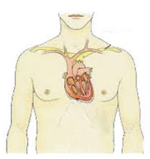 我要 活 下去 下載 apk. Kardia Liga Stoixeia Anatomias Kai Fysiologias Xaralampos Parishs Parishs Xaralampos Stratiwtikos Iatros Kardiologos