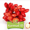 Manfaat buah kurma untuk kesehatan. Https Encrypted Tbn0 Gstatic Com Images Q Tbn And9gcs89tmqaebp Fwst9rb A5j3w2pguq9r2zvr6bcrq4 Usqp Cau