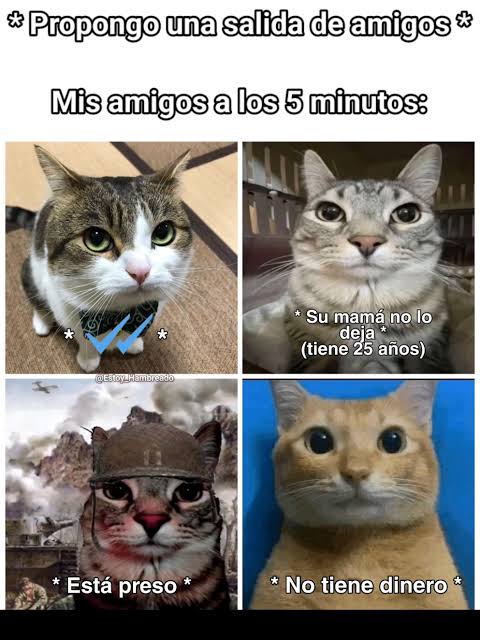 Son Mis Mejores Amigos: Edits y Diversión con Gatos