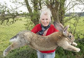 Check spelling or type a new query. Darius World S Longest Rabbit Is Missing The New York Times