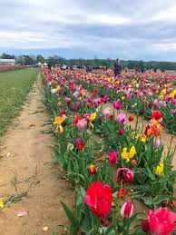 Tulip Festival Jersey Girls Pearls Tulip Festival Tulips Jersey Girl