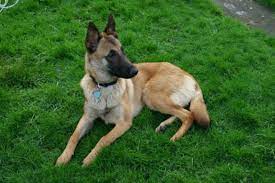 We are a small dog rescue specialising in german shepherds ( alsatians ) we are a registered charity and funded entirely by donations. Uk German Shepherd Rescue Home Facebook