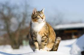 Tapi terkadang setiap kucing bervariasi, karena ada beberapa kucing yang mengandung selama 60 sampai 70 hari namun tetap normal. 11 Ciri Ciri Kucing Hamil Dari Sumber Terpercaya Lengkap