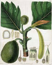 Image result for Artocarpus