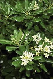 Image result for Pittosporum