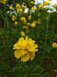 Bunga kuning bunga pengiriman, bunga untuk ryazan, menawarkan sama hari pengiriman bunga untuk ryazan, dengan harga yang sangat rendah. Foto Bunga Berwarna Kuning Karena Aku Suka Warna Kuning V Fotografi Mi Community Xiaomi