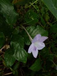 Image result for Asystasia vogeliana