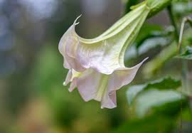 Image result for durman obecný plod