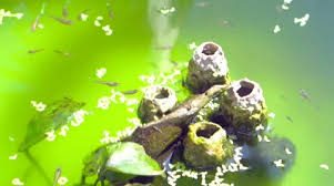 New (4) from $19.79 & free shipping on orders over $25.00. Guppy Fish Stock Video Footage Royalty Free Guppy Fish Videos Pond5