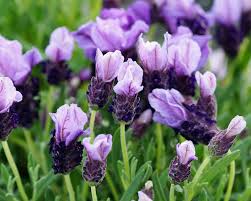 Lavendel (lavandula angustifolia) kann bei guter pflege sehr lange gedeihen und sollte jedes jahr durchaus kräftig gestutzt werden. Schopflavendel Pflanzen Pflegen Und Schneiden Mein Schoner Garten
