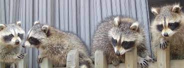 Check spelling or type a new query. Montreal Skedaddle Humane Wildlife Control
