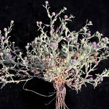 Image result for Sphaeranthus peduncularis