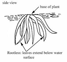Image result for Wolffiella