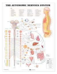 The Autonomic Nervous System Anatomical Chart Autonomic Nervous System Nervous System Nervous System Anatomy