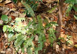 Image result for Rourea minor