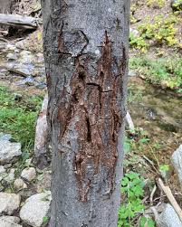 San Bernardino Mountains