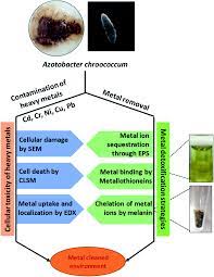 Heavy Metal Induced Stress On Wheat Phytotoxicity And Microbiological Management Rsc Advances Rsc Publishing Doi 10 1039 D0ra05610c