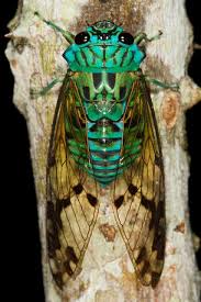 Cicada mania is dedicated to teaching you about cicada insects, their life cycle & life span, how they make their sound, what they eat and what eats them, and when they'll next arrive. Cicada Insects Beautiful Bugs Cool Insects