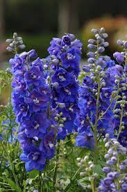 Delphinium Desante Blue Delphinium Delphinium Flowers Plants