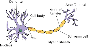 Well, what do you know? 2 2 2 Neuron Trivia Other Quiz Quizizz