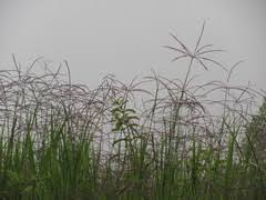 Image result for Cynodon nlemfuensis