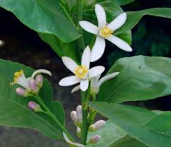 Image result for Rutaceae