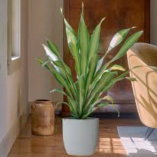 Image result for dracaena
