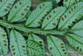 Image result for Ptisana