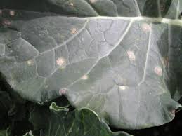 Reduces the risk of heart disease and stroke: Diseases Of Vegetable Brassicas Agriculture And Food
