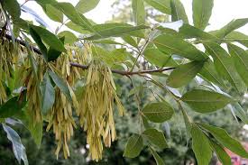 You can shape the top of your tree by pruning in the spring, though it is not recommended. Ash Ohio Plants