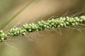 Image result for Setaria