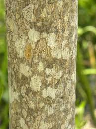 Image result for Zanthoxylum