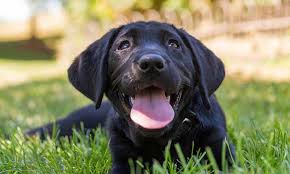 Read employee reviews and ratings on glassdoor to decide if wagging tails pet resort is right for you. Wagging Tails Llc Wolcott West Hartford Ct Pet Care Resort