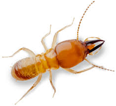 At sg bug pest control, our approach is to identify the best program for your unique needs based on research and custom inspections done by our professional technicians. Insect And Pest Control