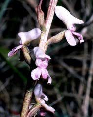 Image result for Disa aconitoides