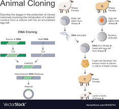 animal cloning charts infographic