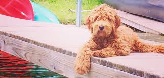 Precious doodle dogs has the most precious goldendoodle puppies, cavapoo puppeis, & teacup poodle puppies. Country Mini Doodle Farms
