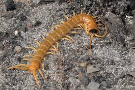 Image result for Centema subfusca