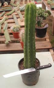 It's a plant i've been working with for over eighteen years by now, strictly. How To Propagate Your San Pedro Cactus San Pedro Cacti Cactus Care Cactus