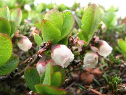 Image result for Vaccinium