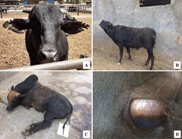 Image result for Ergotism