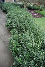 'slender' makes an excellent small, narrow evergreen tree for screening, hedges and background plantings. Pin On Gardening