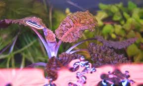 Image result for Floscopa sp.no.1