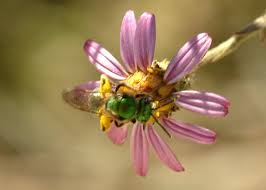 Image result for Empogona sp. A